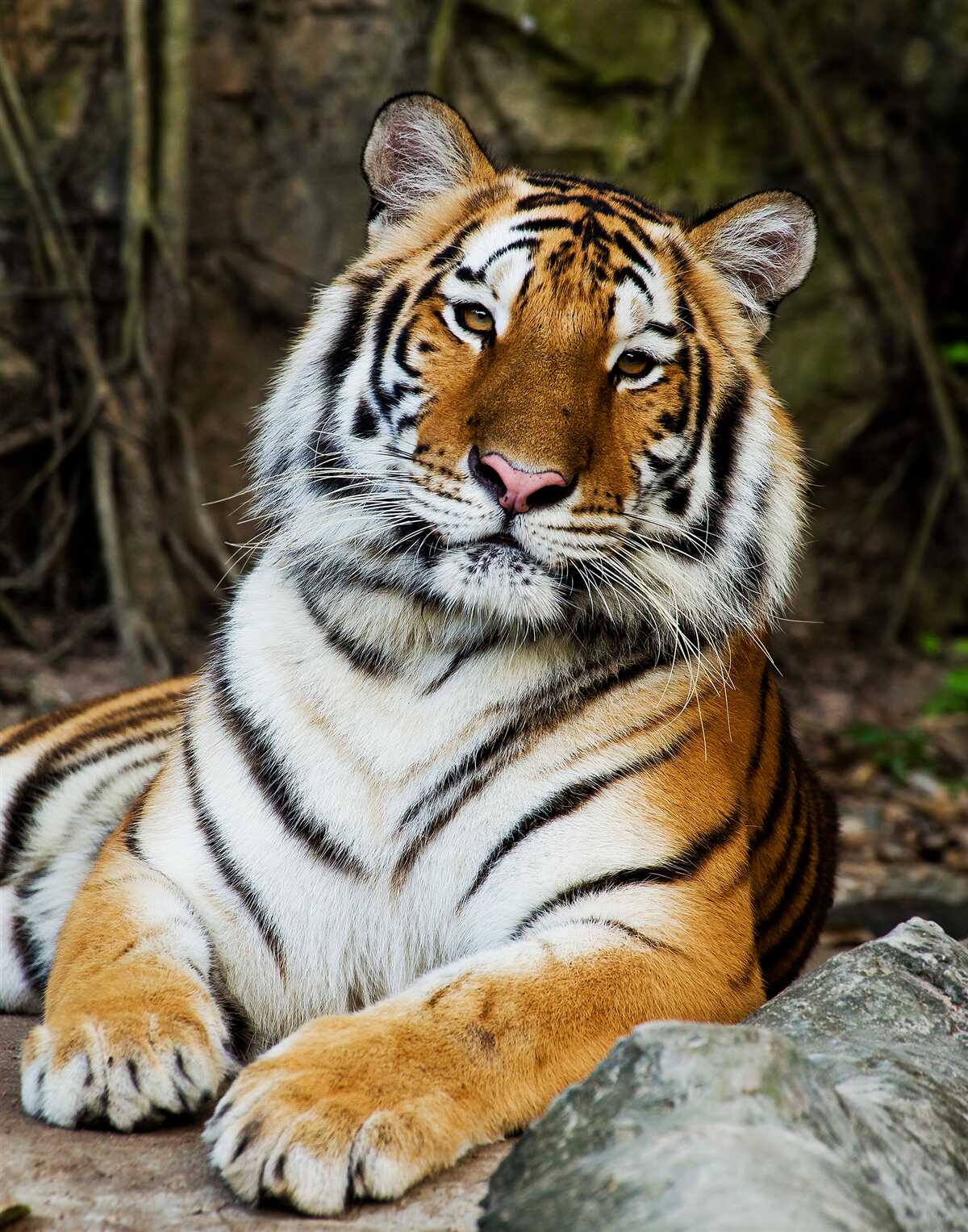 Fotobehang grote tijger op vakantie