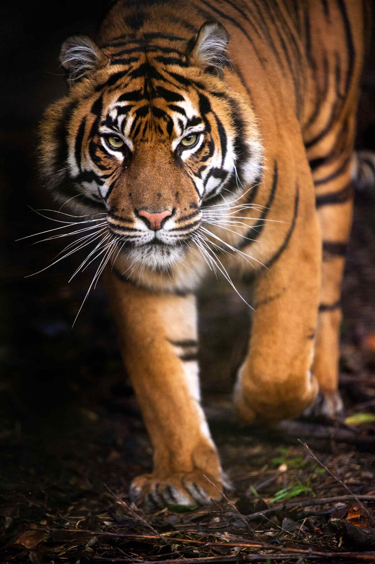 Fotobehang volwassen tijger op zijn tenen