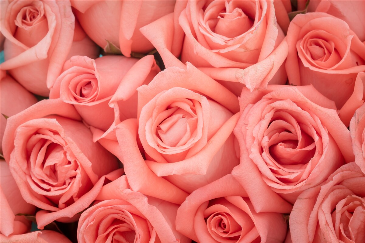 Fotobehang roze rozenknoppen