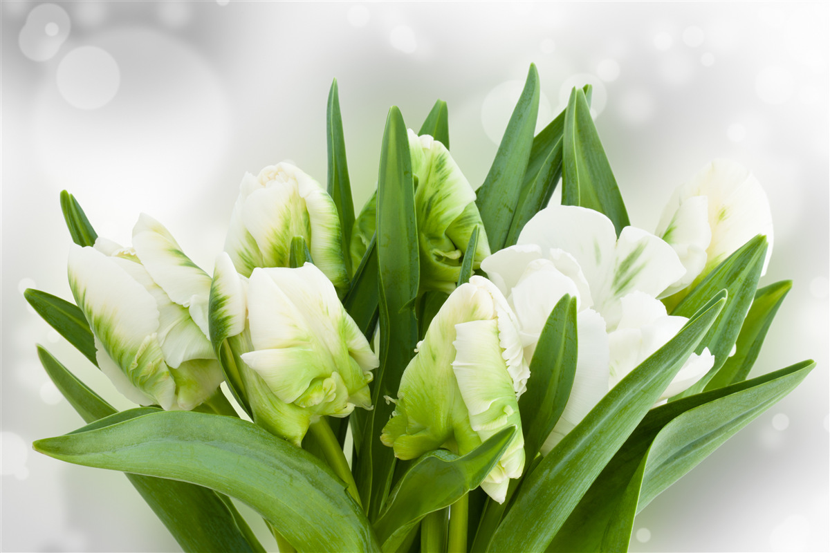 Fotobehang compositie van tulpen in witte en groene tinten