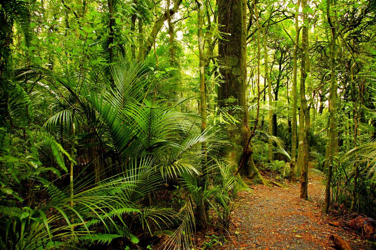 Fotobehang weelderige smaragdgroene regenwouden