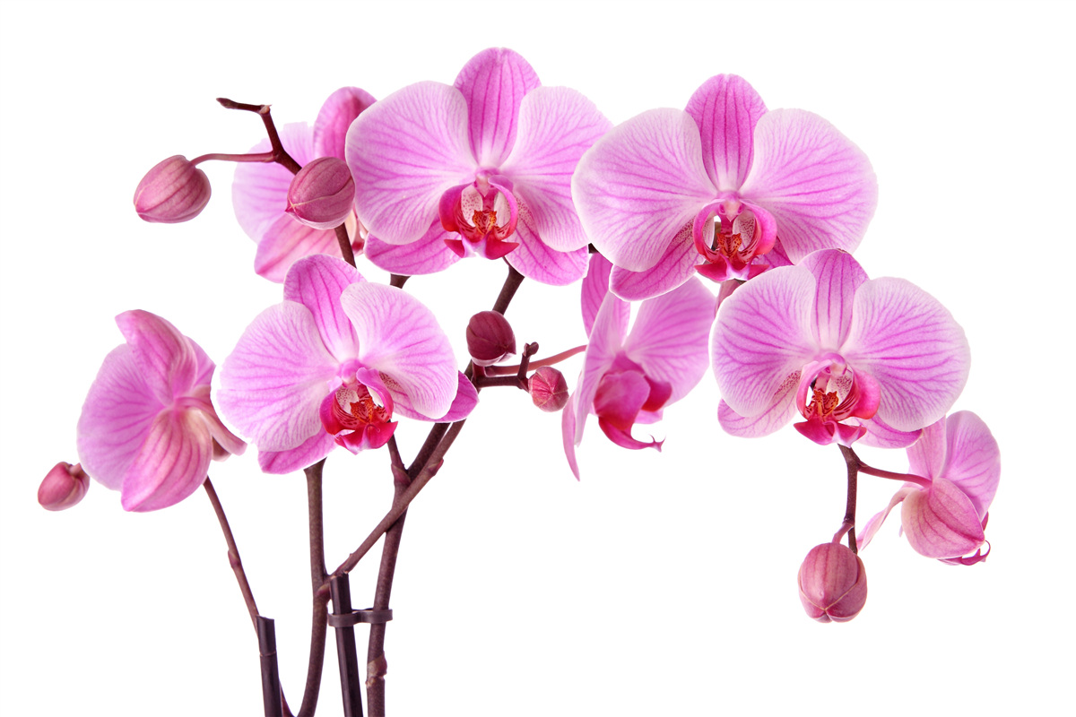 Fotobehang roze lelie op een tak op een witte achtergrond