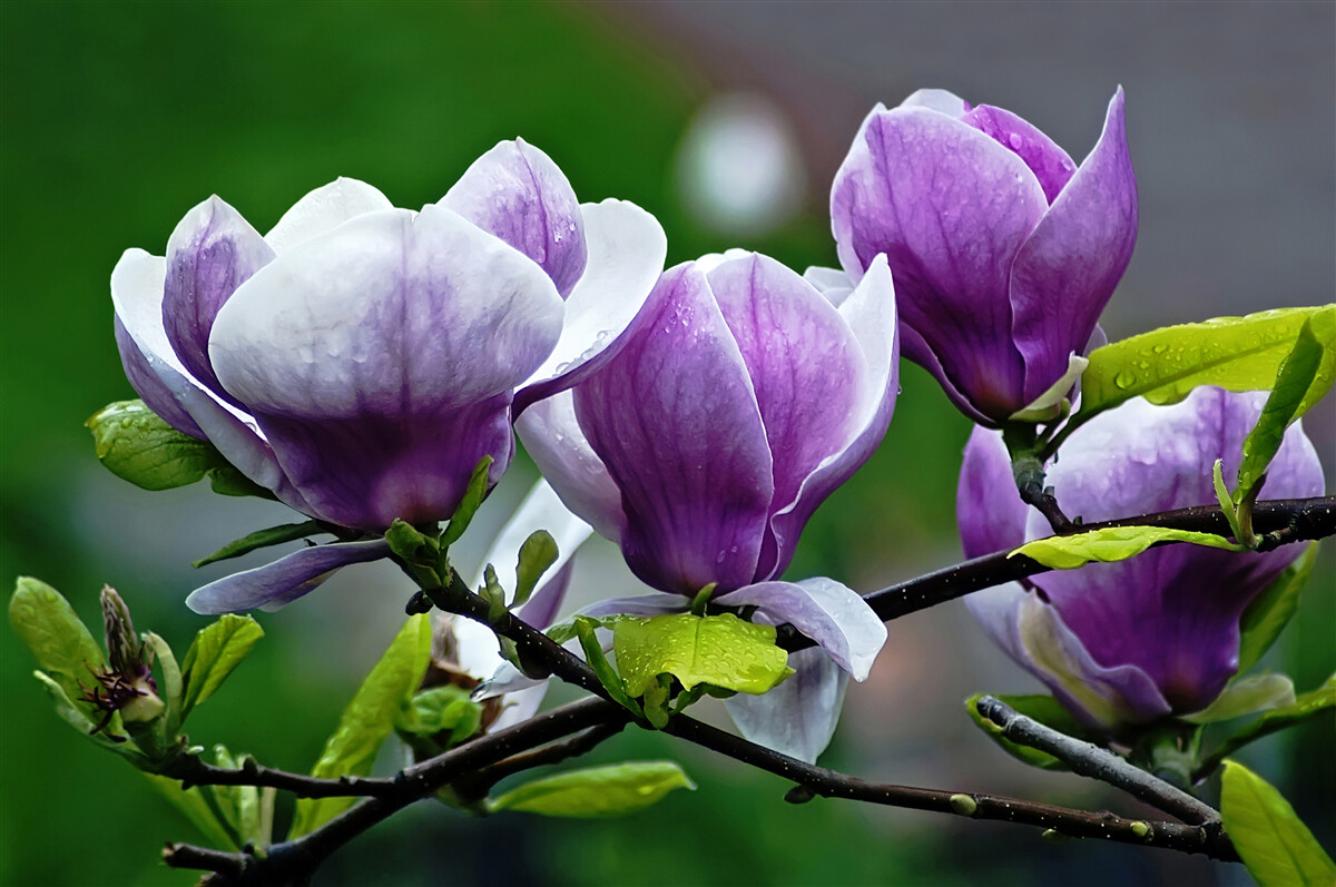 Fotobehang sierlijke bloemen op smaragdgroene stelen