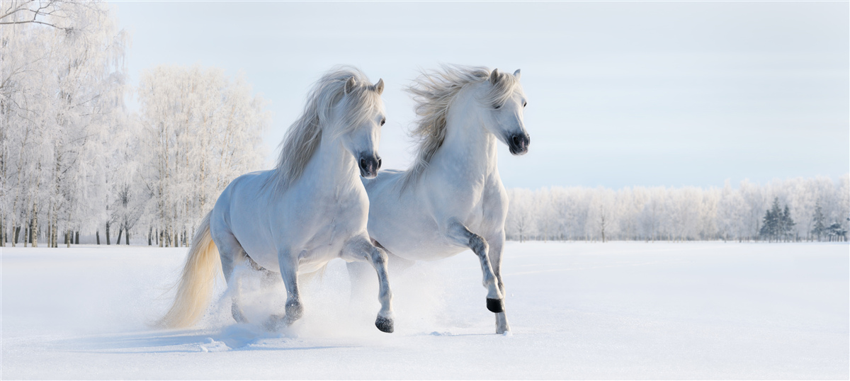 Fotobehang twee paarden galopperen door de sneeuw