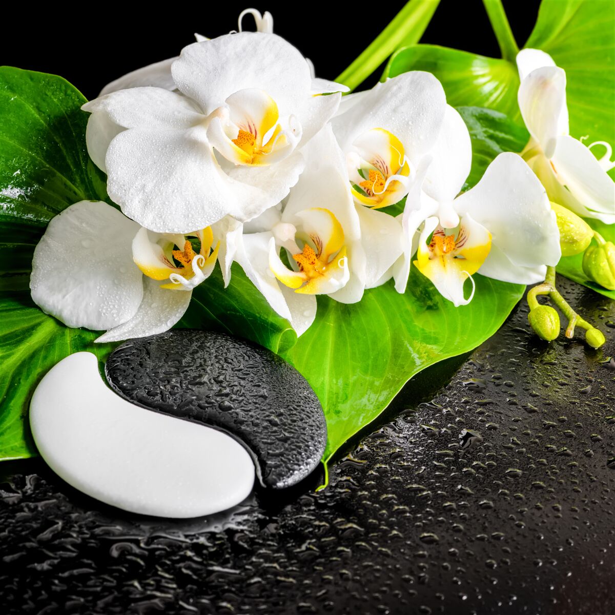 Fotobehang witte lotus op een donkere rots