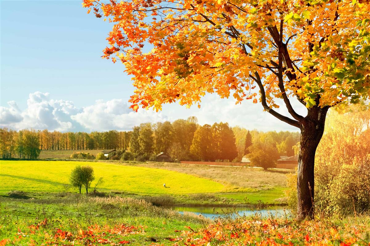 Fotobehang een heldere herfstdag, gehuld in gouden schoonheid