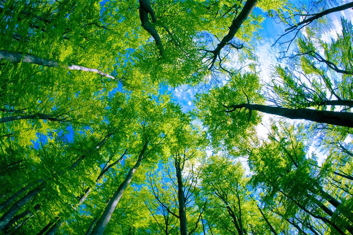 Fotobehang smaragdgroen bos met een blauwe lucht op de achtergrond