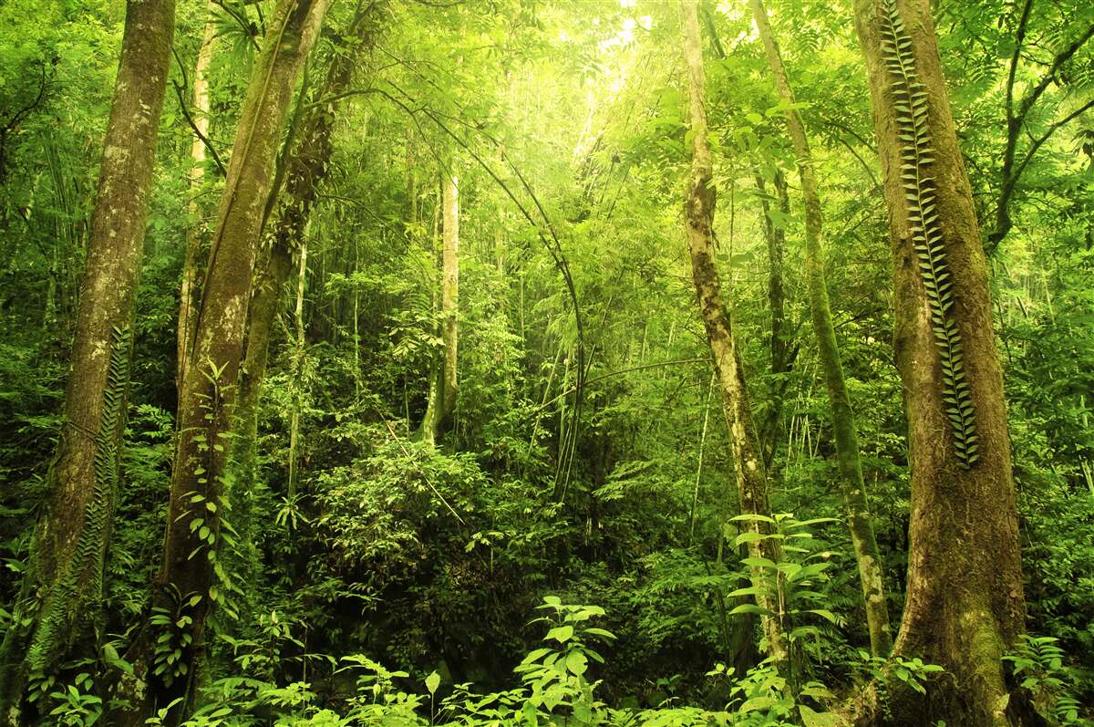 Fotobehang zonnestralen priemen door het dichte groene bos