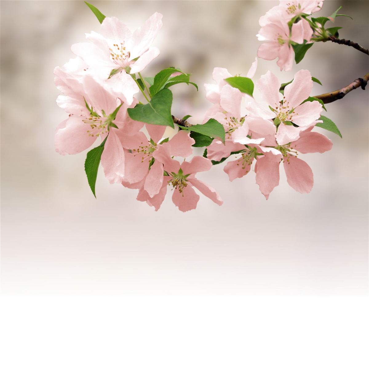 Fotobehang roze sakurabloemen