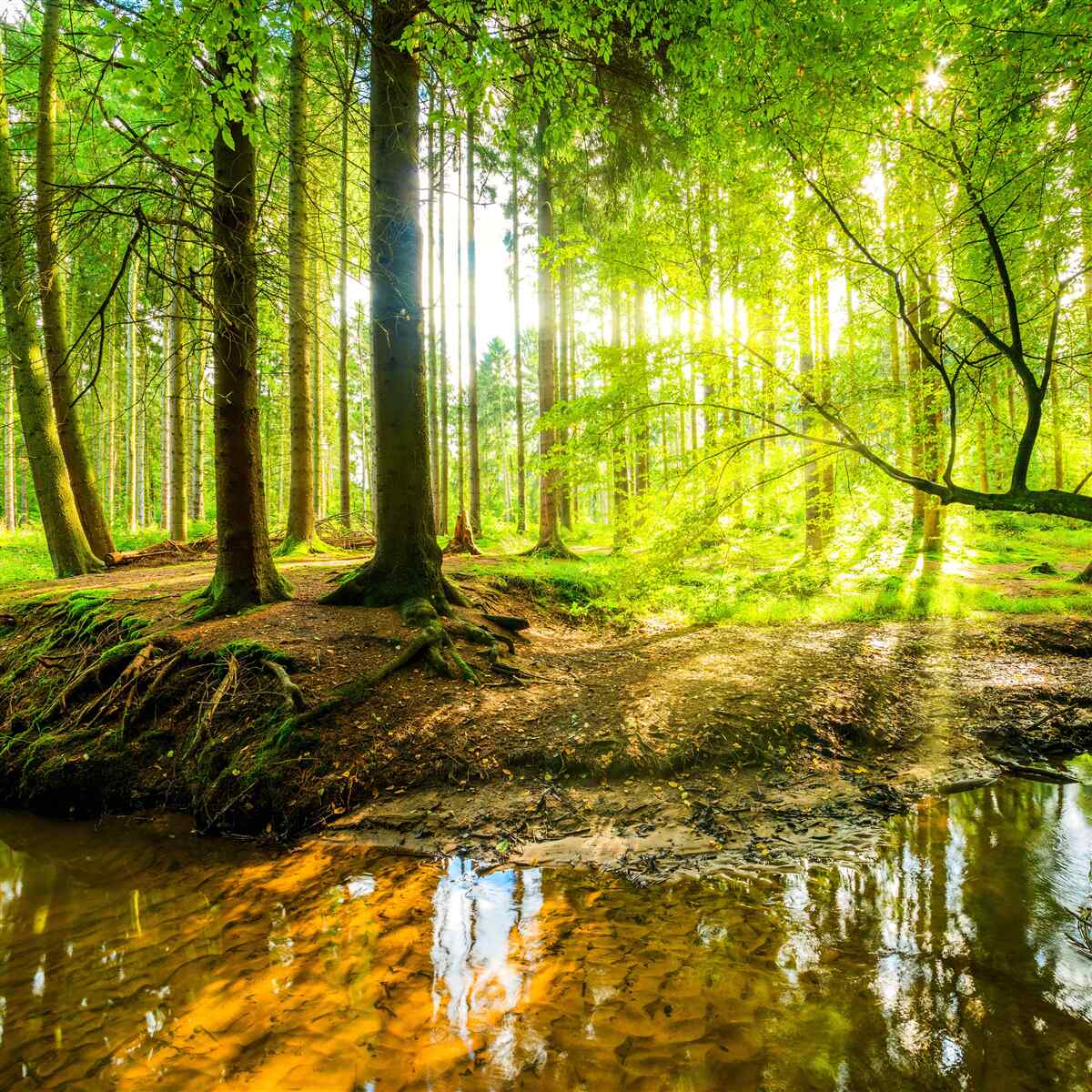 Fotobehang Zonnestralen wekken een slapend bos