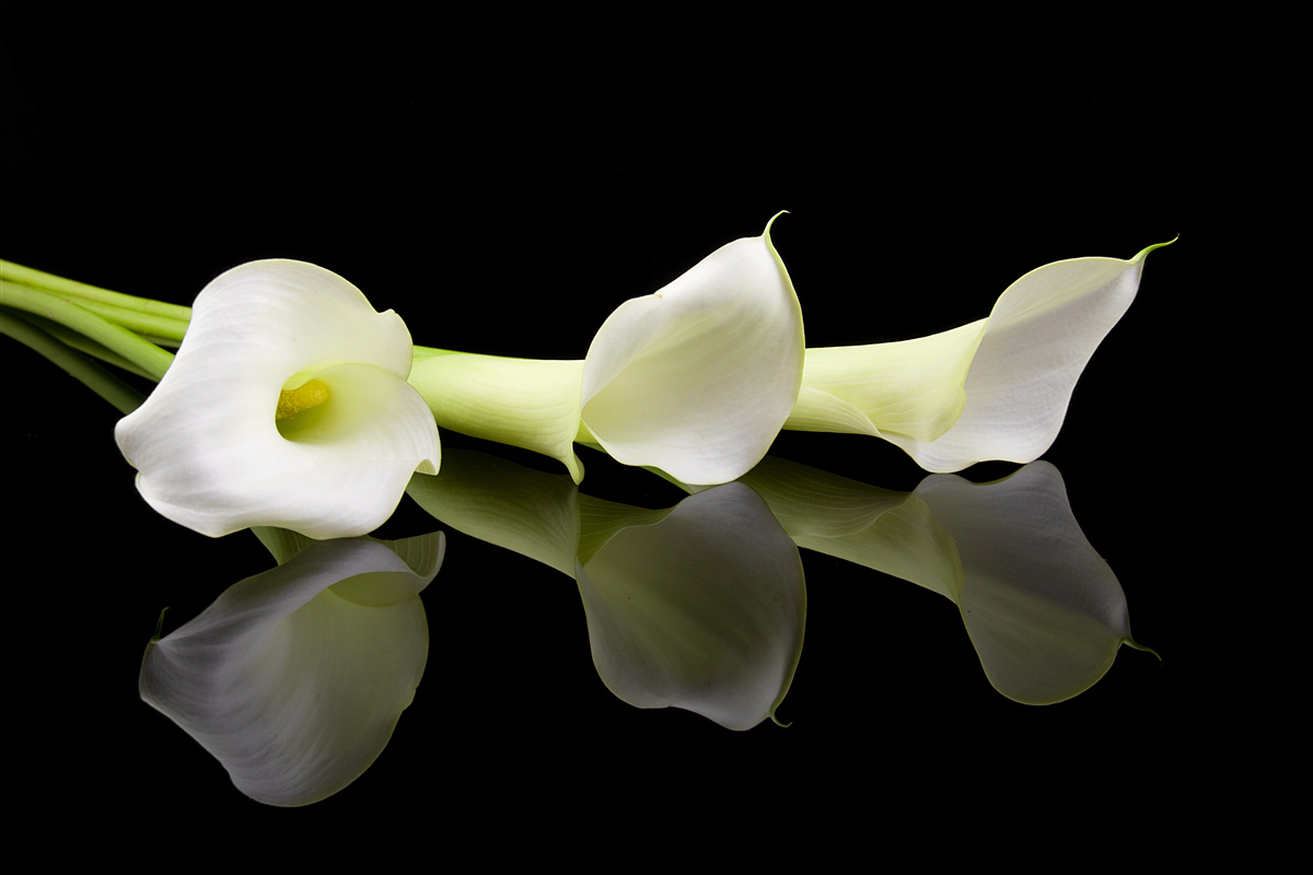 Fotobehang calla lelies weerspiegeld in water