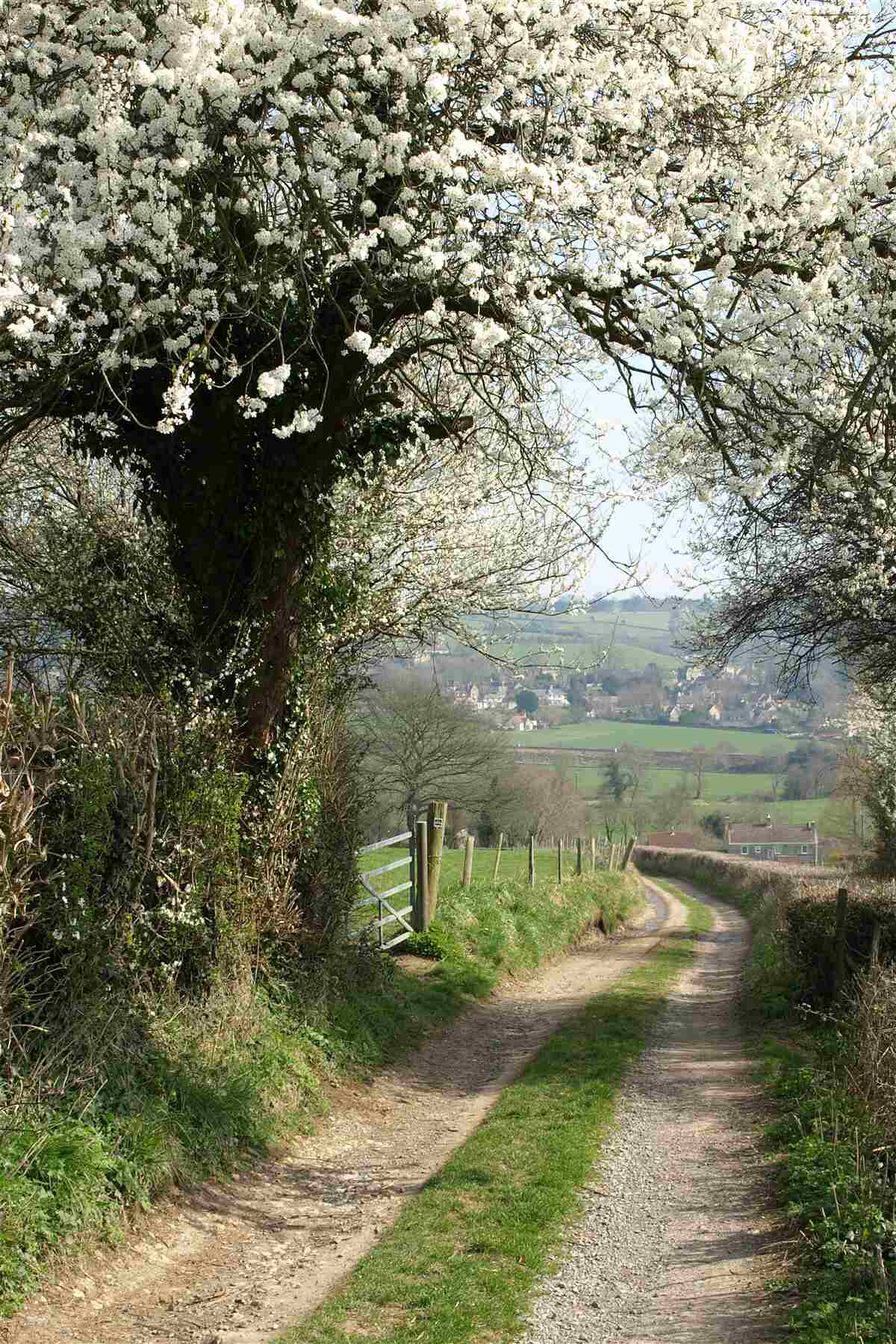 Fotobehang landweg