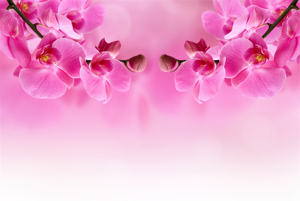 Fotobehang roze orchideeëntakken op lichte achtergrond