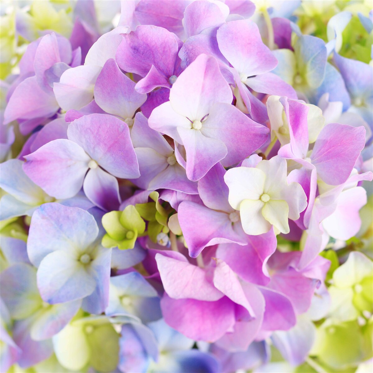 Fotobehang boeket van rijke hortensia's