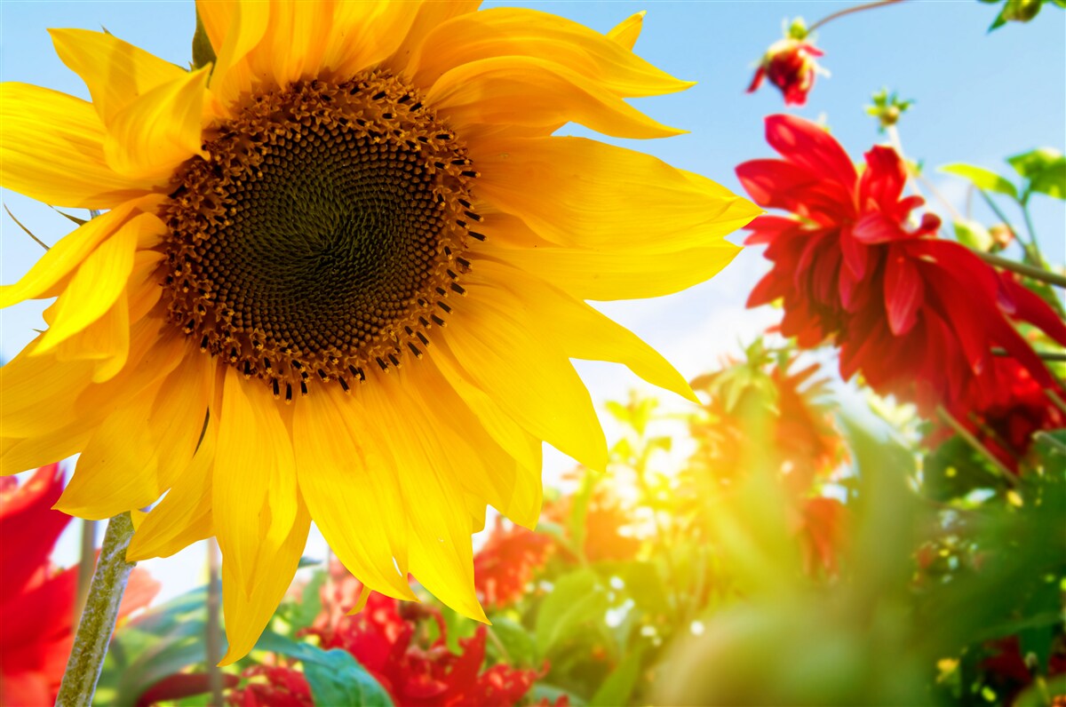 Fotobehang een zonnige zonnebloem op een zonnige dag