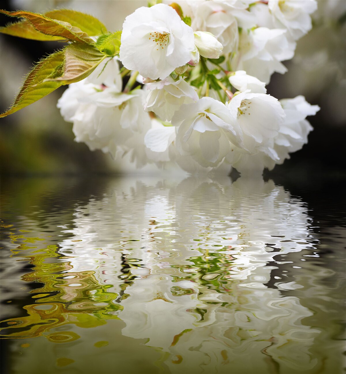 Fotobehang sakurabloemen in witte tinten leunen over het wateroppervlak