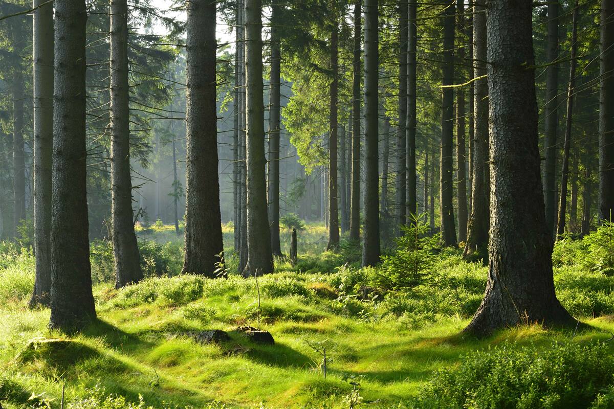 Fotobehang hoge oude bomen en groen mos