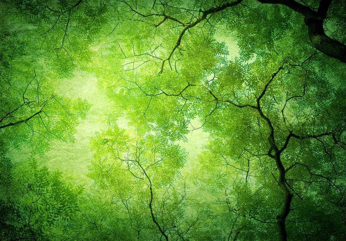 Fotobehang een zonnestraal breekt door het dichte groen van de boomtoppen