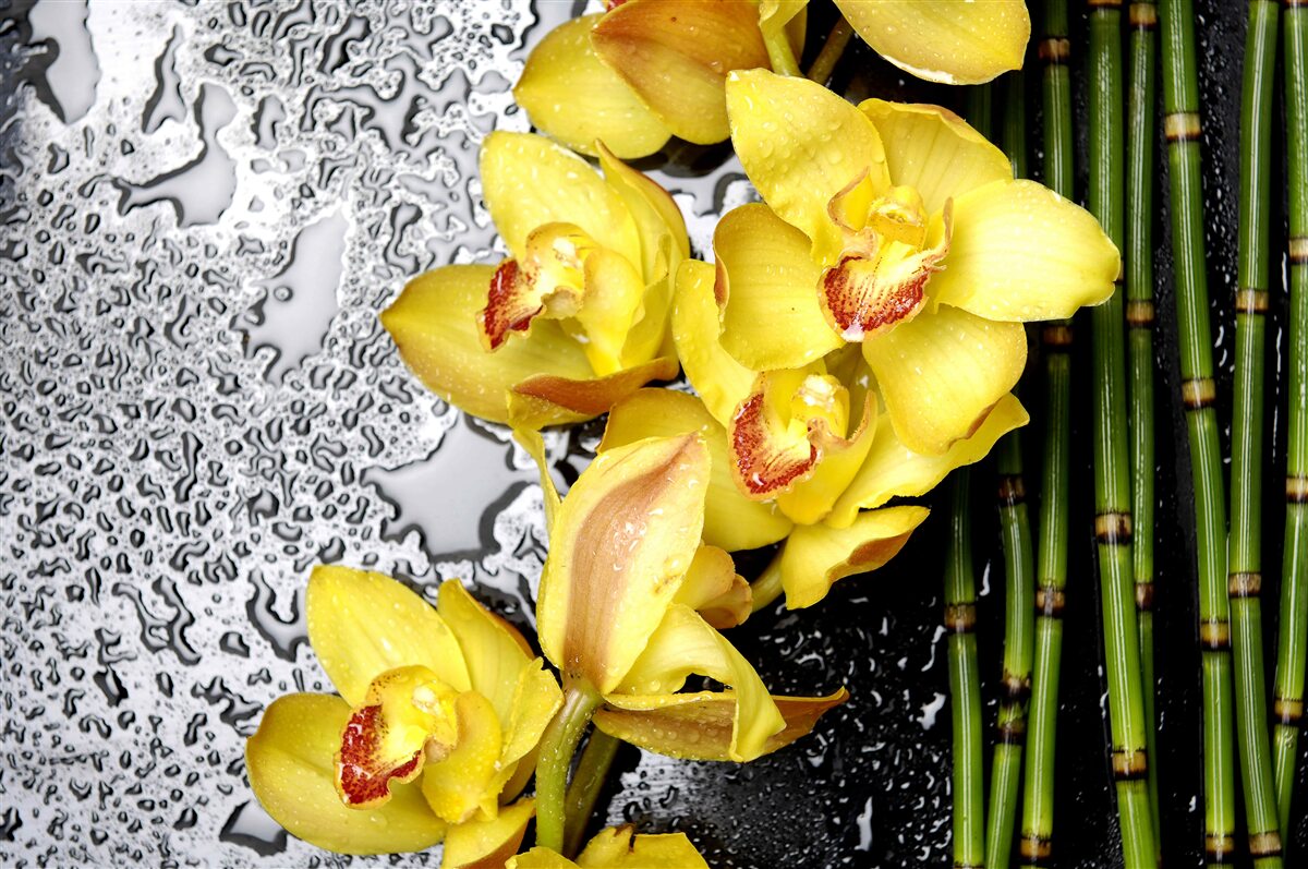Fotobehang de gele orchidee staat op de steen naast de bamboe