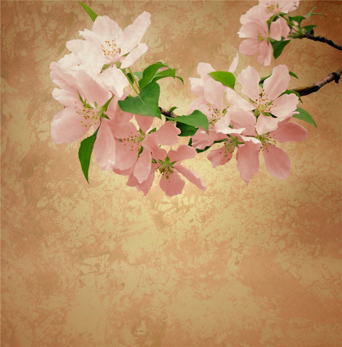 Fotobehang jonge delicate sakurabloemen