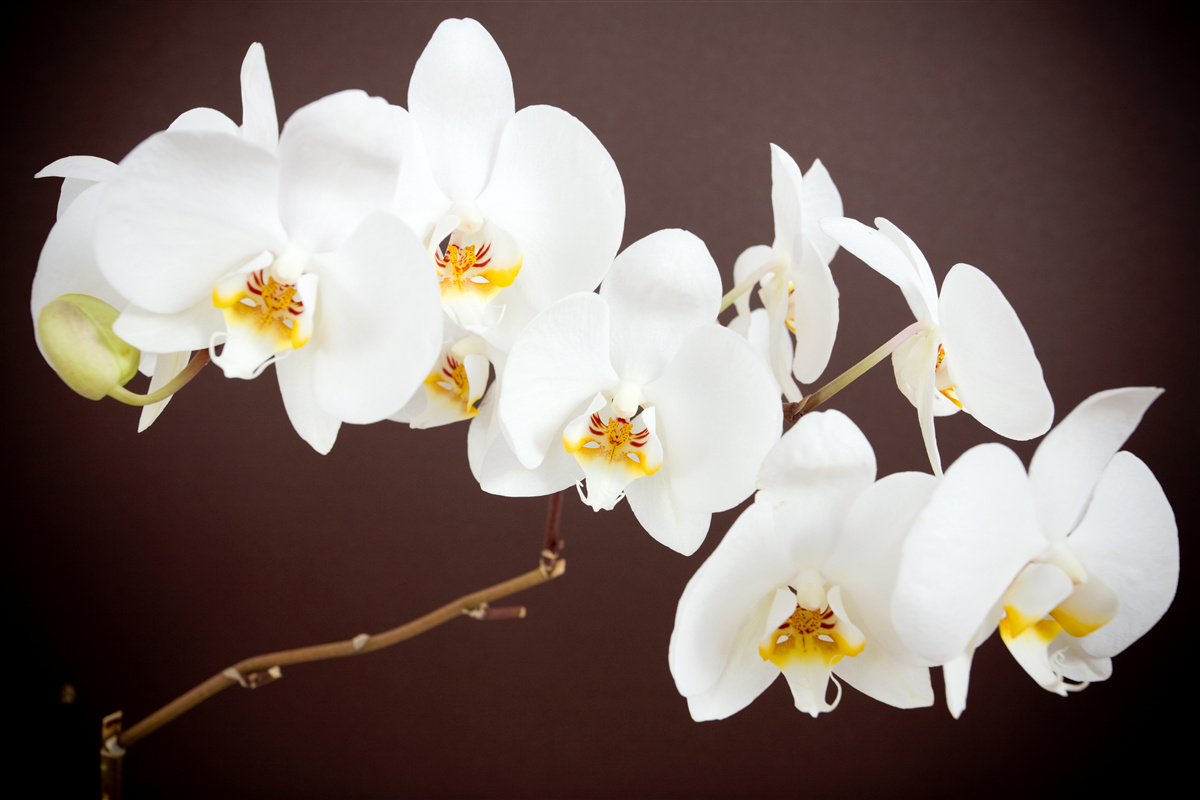 Fotobehang witte jonge boom bloemen