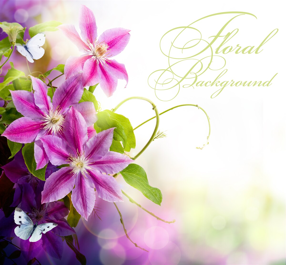 Fotobehang prachtige lavendelbloemen en lichte vlinders