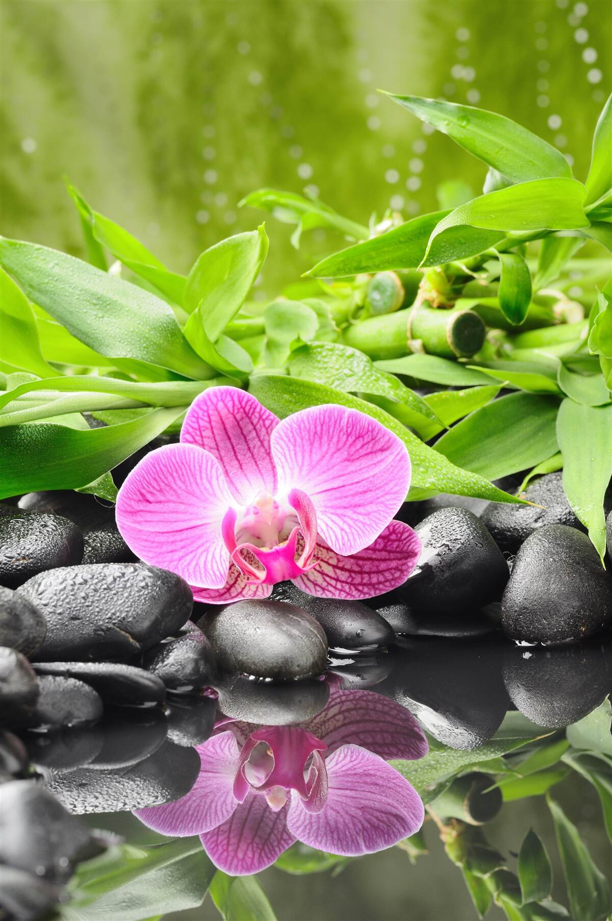 Fotobehang orchidee sierlijk geplaatst op een donkere steen bij het water