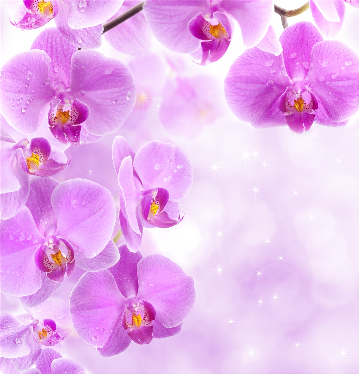 Fotobehang grote paarse orchideeën bloeiden op de tak
