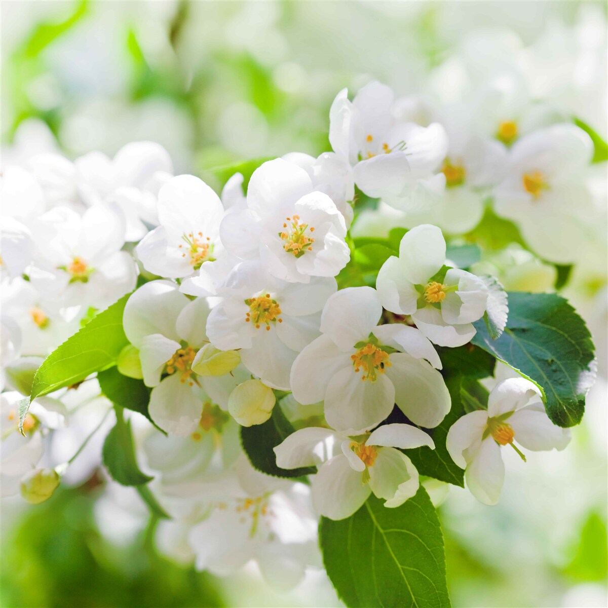 Fotobehang jasmijnbloemen met een aangenaam aroma