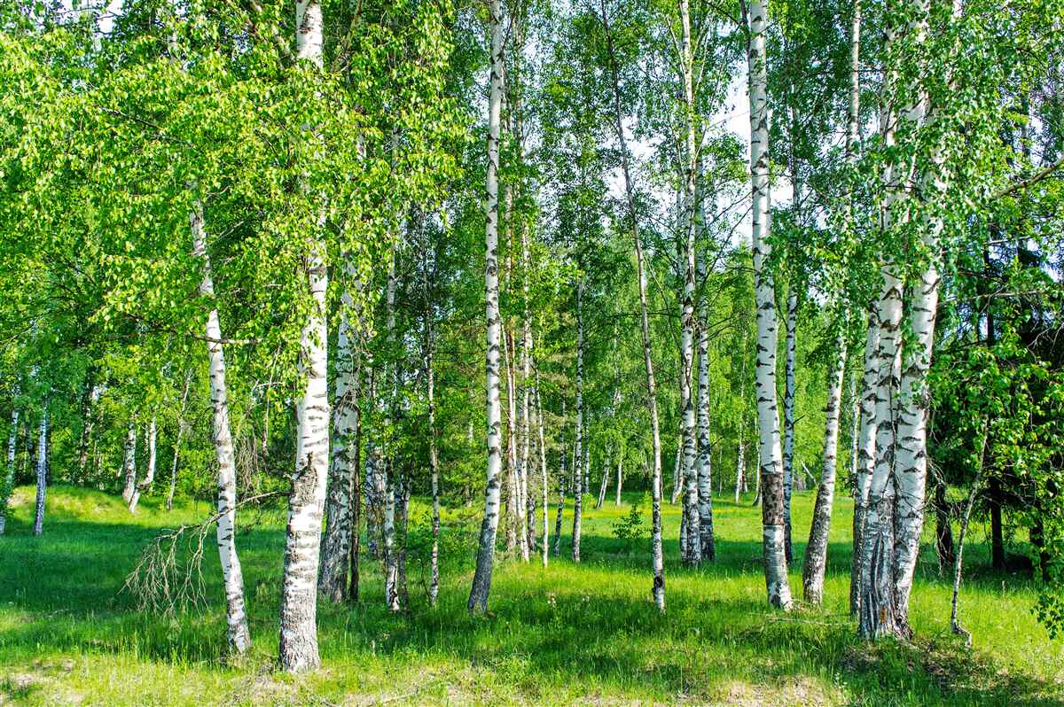Fotobehang berken met groene bladeren groeien in het zomerbos