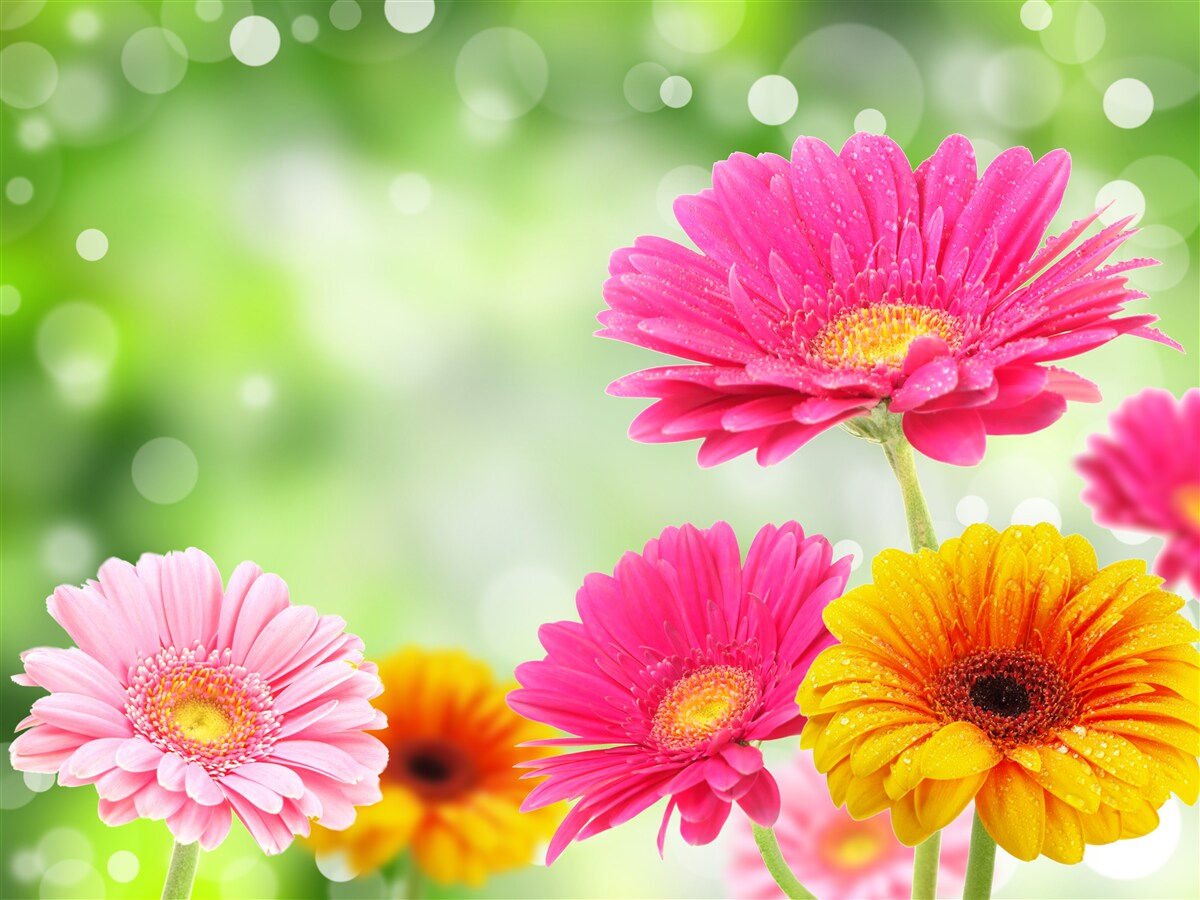 Fotobehang gerbera's schitteren onder de regendruppels
