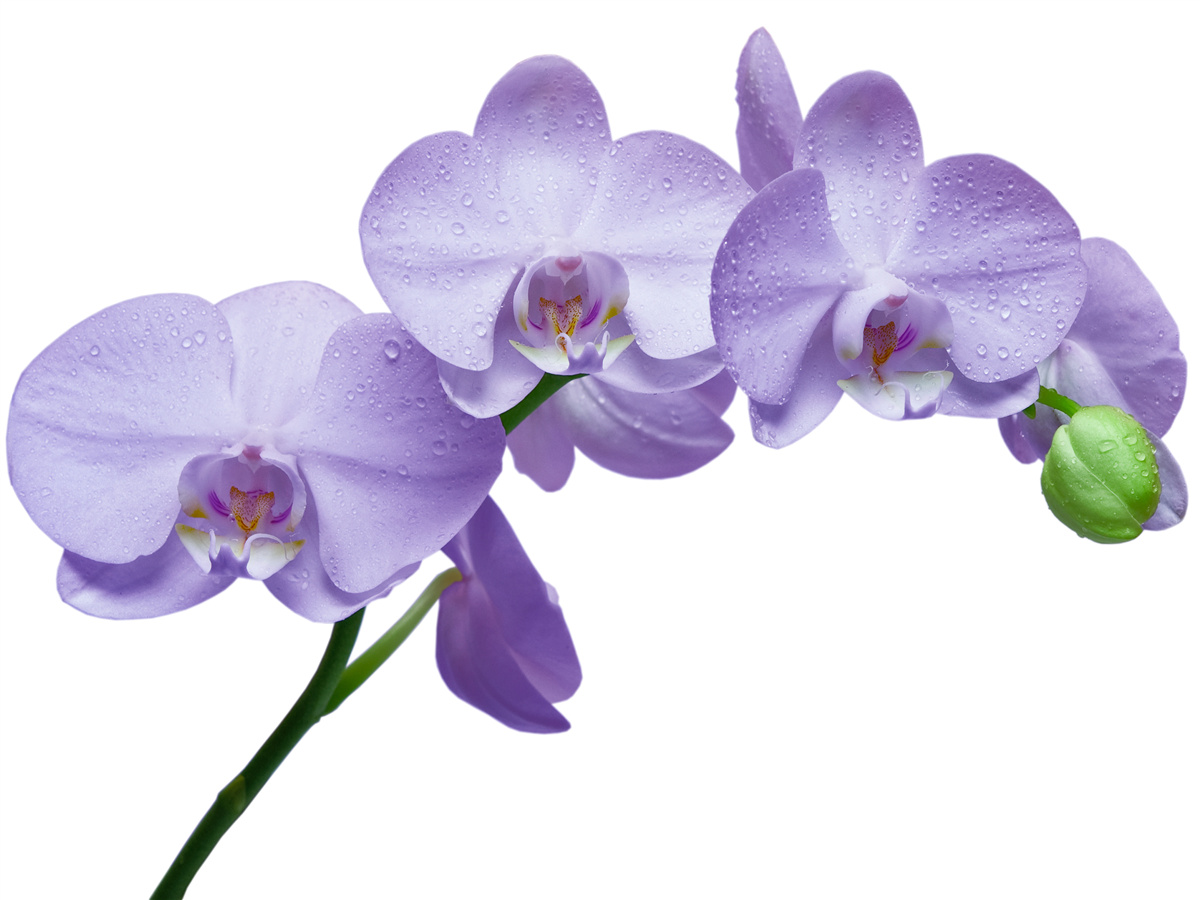 Fotobehang de tak van een heldere lila orchidee