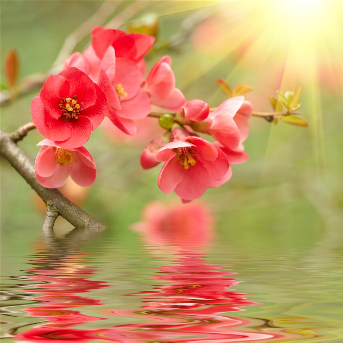 Fotobehang Scharlakenrode sakurabloesems glinsteren boven het water op een zonnige dag