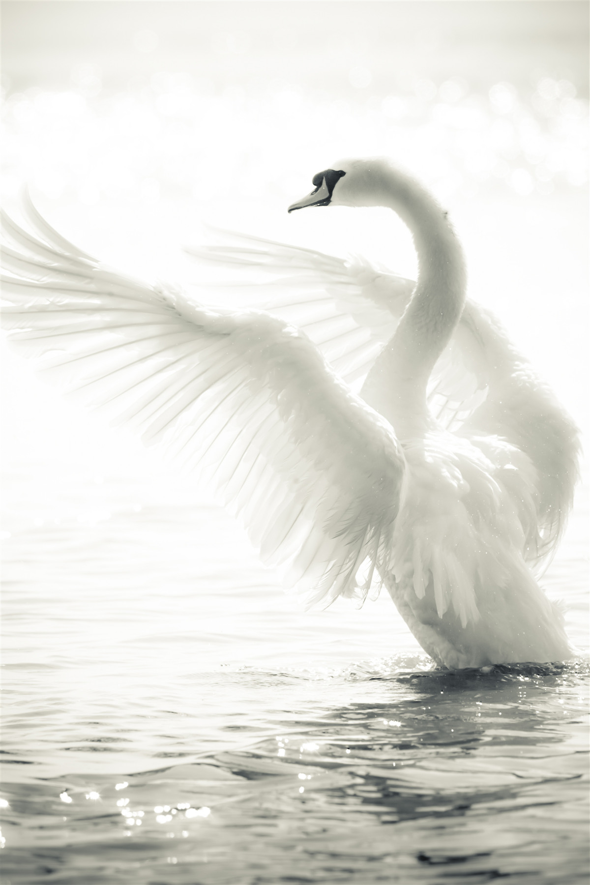 Fotobehang witte zwaan valt in het water