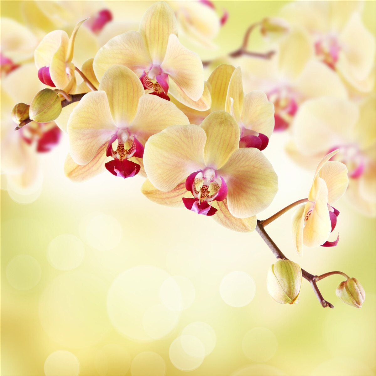 Fotobehang zachte crèmekleurige orchidee met sierlijke knoppen