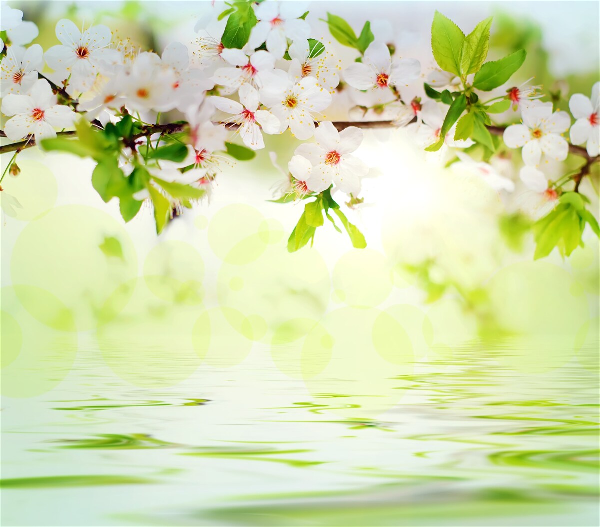 Fotobehang sakurabloemen zijn wit boven warm zomerwater