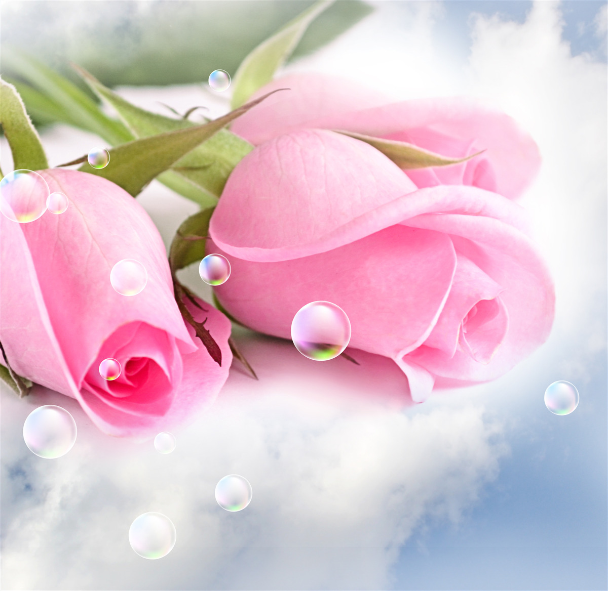 Fotobehang roze rozen met dauwdruppels op een zijden achtergrond