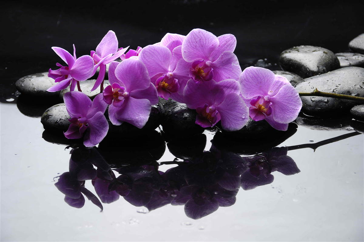 Fotobehang lila orchidee op een steen bij water