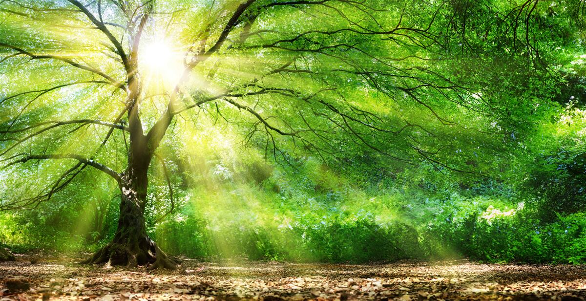 Fotobehang lichte zonnestralen breken door de weelderige boomkruinen