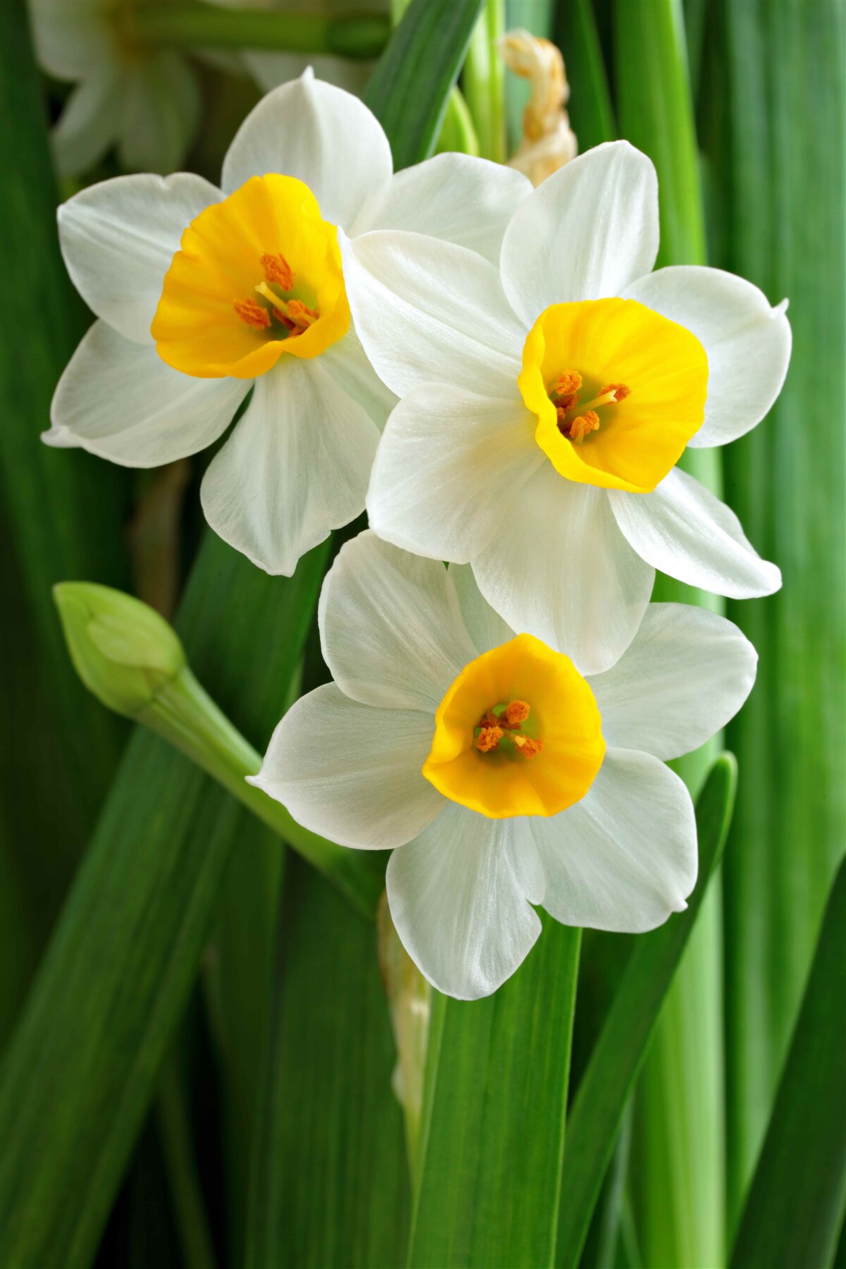 Fotobehang mooie, sierlijke zomernarcissen