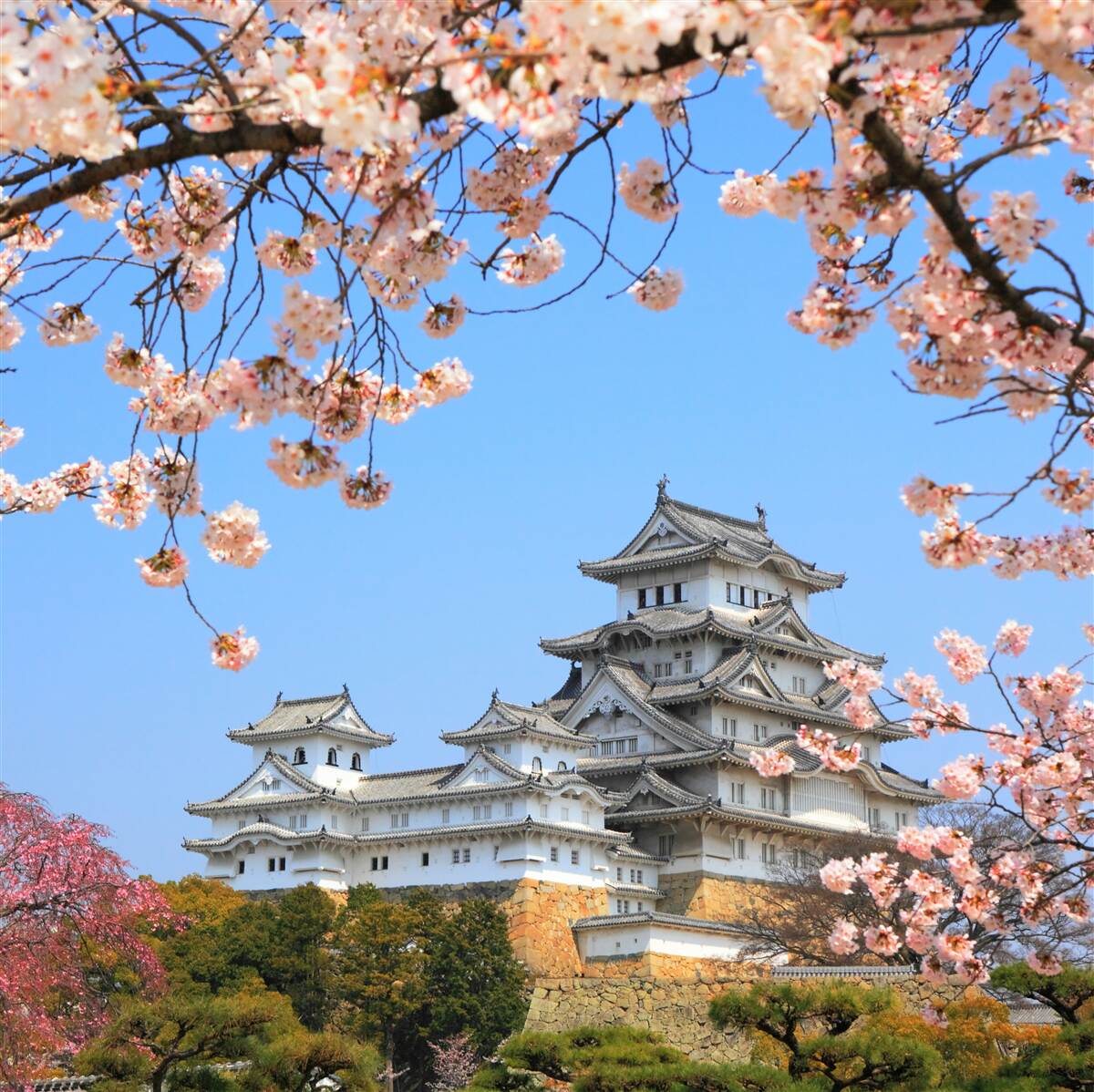 Fotobehang oude japanse tempel omringd door sakura