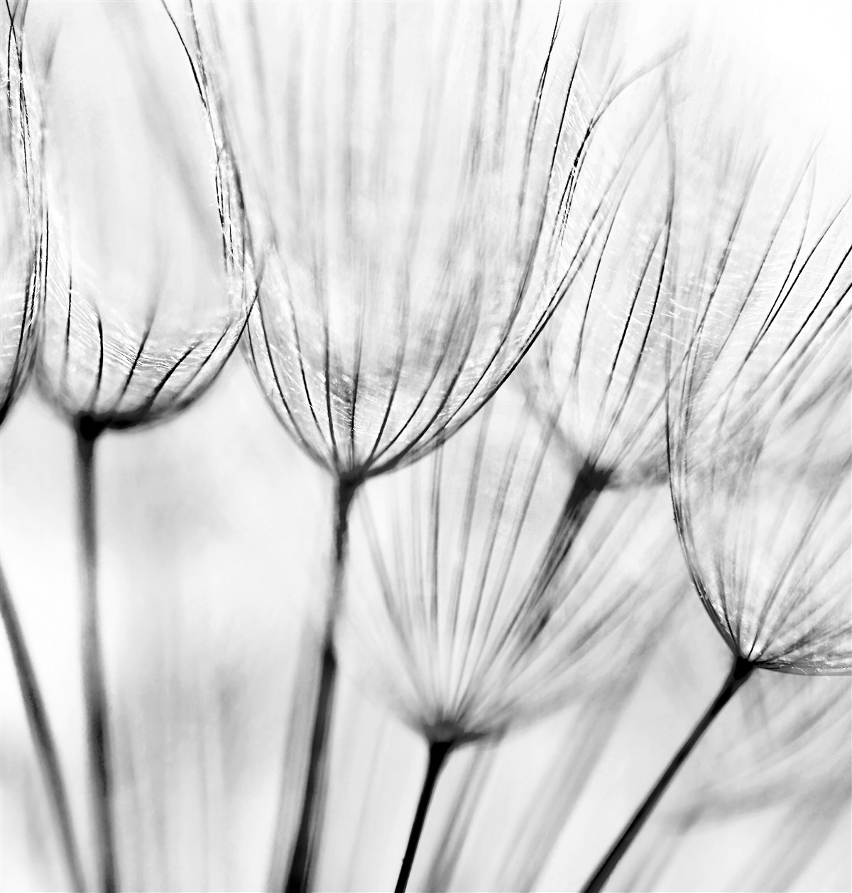 Fotobehang witte kuit met ongeopende knoppen