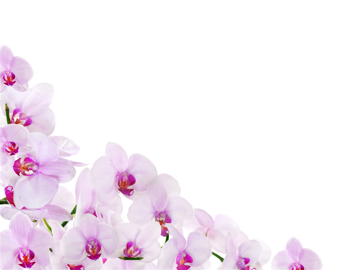 Fotobehang takken van een glanzende orchidee op een lichte achtergrond