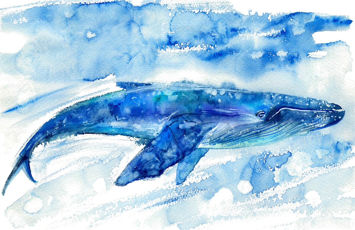 Fotobehang aquarel van een blauwe vinvis