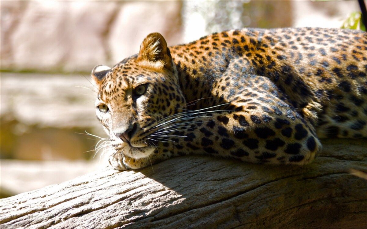 Fotobehang panter koesterend in de hete zon