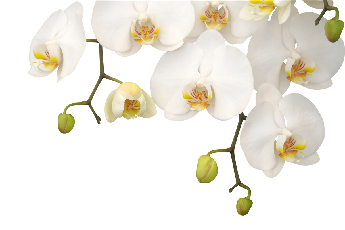 Fotobehang hangende orchideeën met witte bloemen