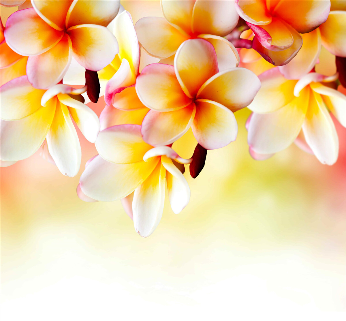 Fotobehang witte en oranje bloemen hangen boven het wateroppervlak
