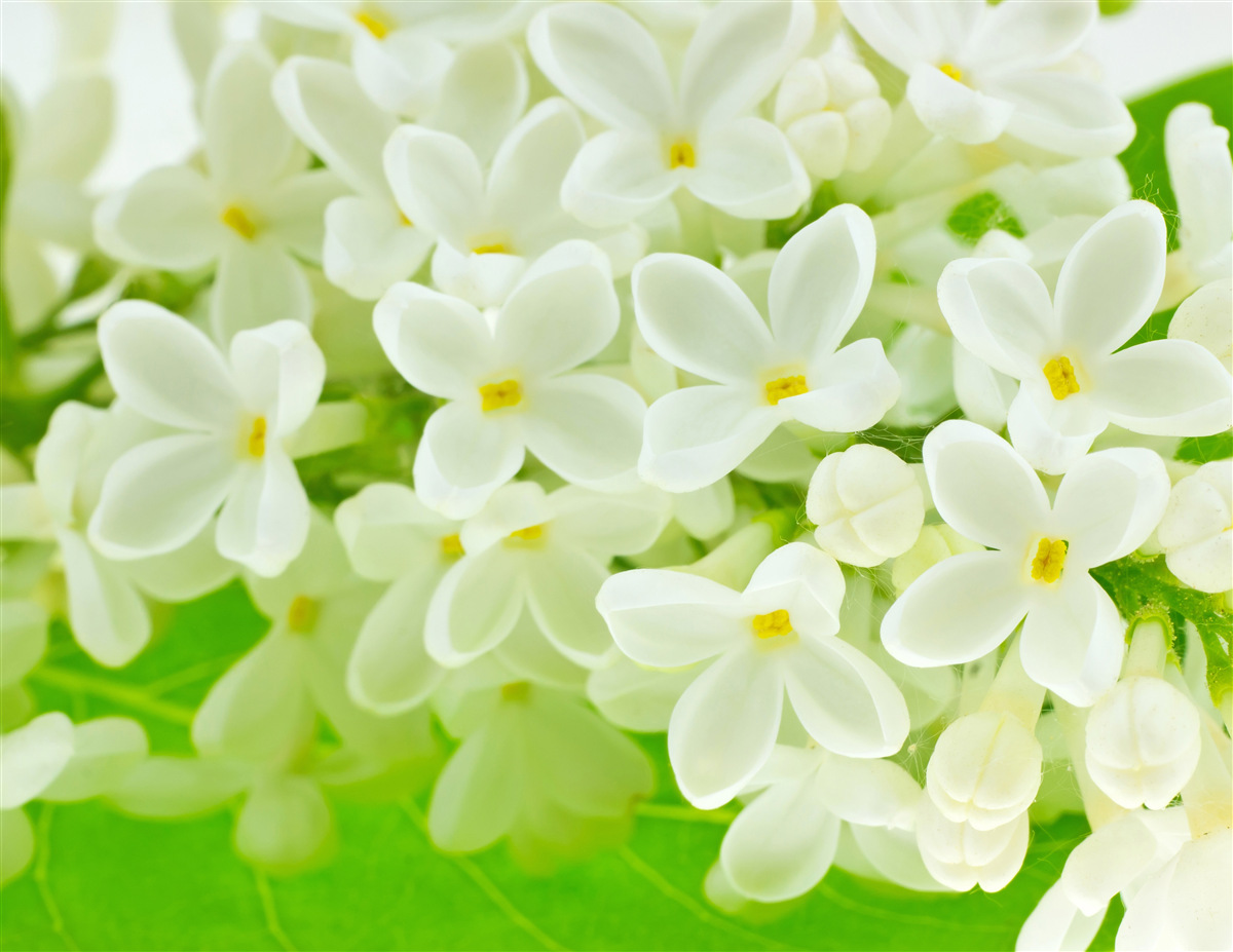 Fotobehang sneeuwwitte bloemen die de boom overvloedig bedekken