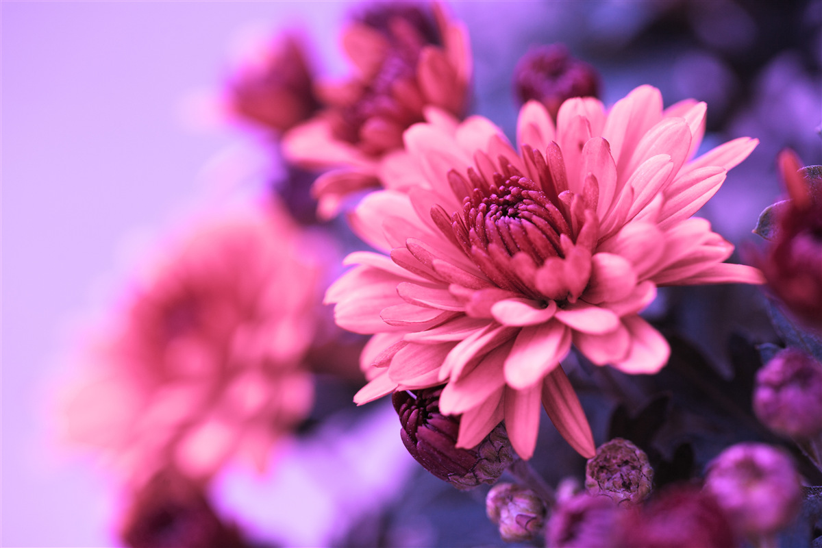 Fotobehang roze asters bloeien in de ochtend