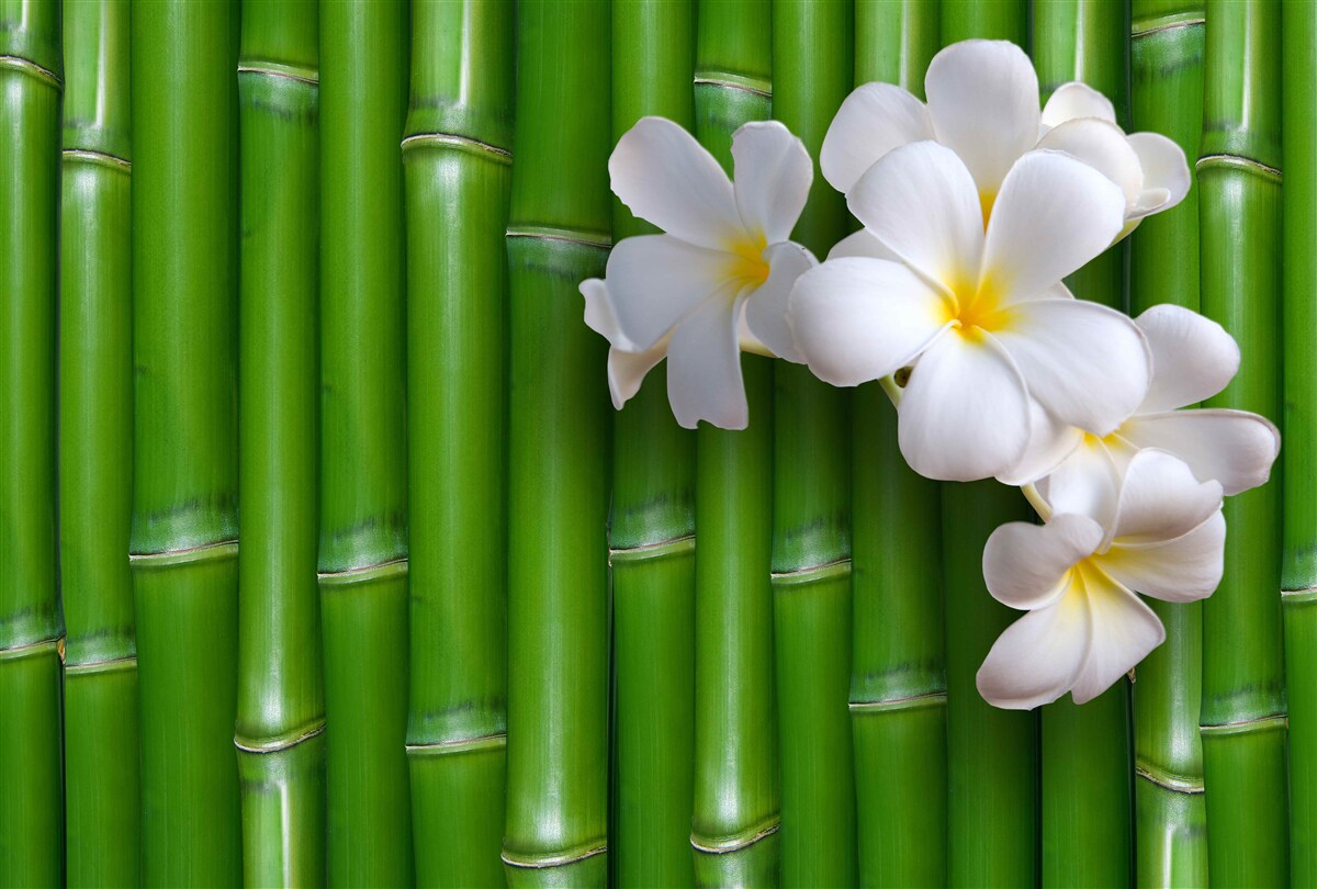 Fotobehang heldere bloemen op hoge groene bamboe